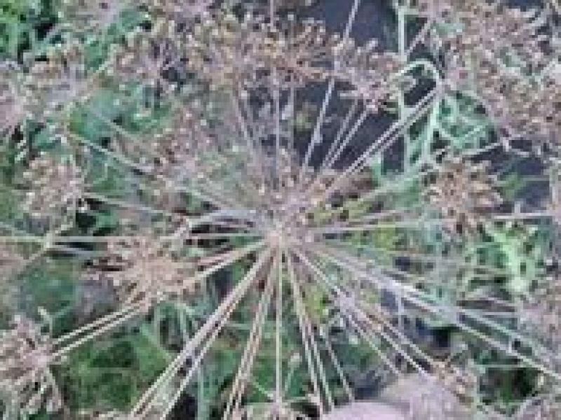 Укроп душистый