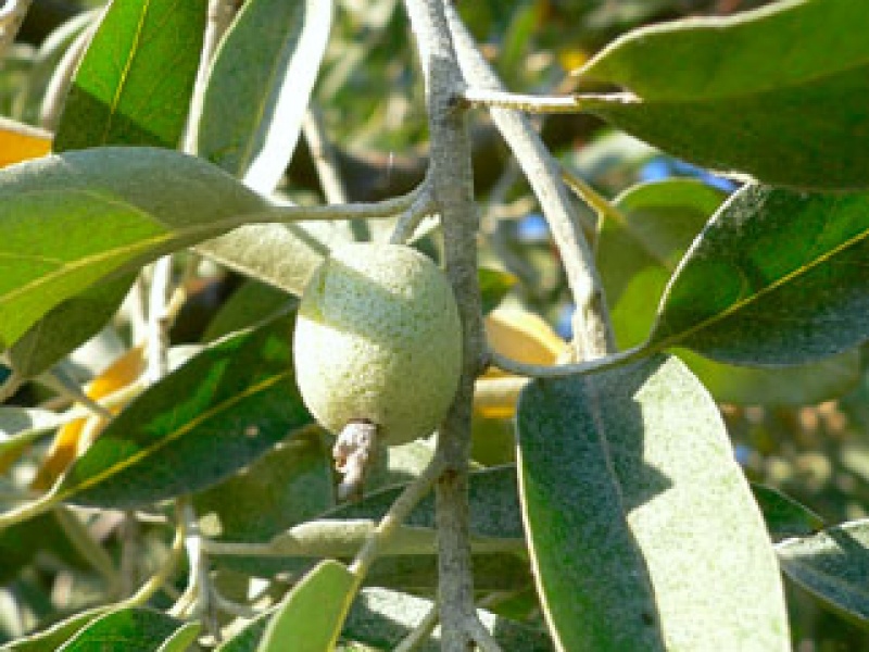Narrow-leaved Elaeagnus