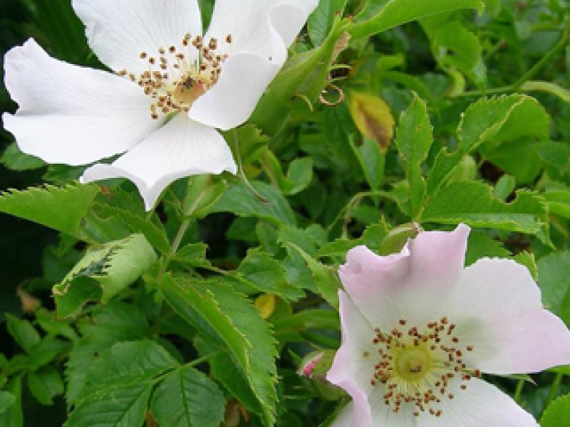 Dog rose