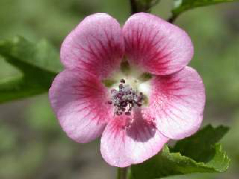 Анизодонтея капская