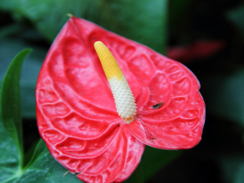 Антуриум Андрэ