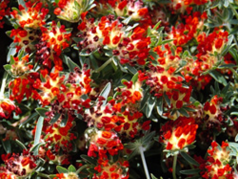 Язвенник 'Красный ковер'