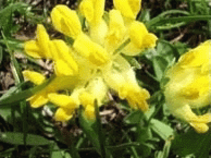 Язвенник альпийский