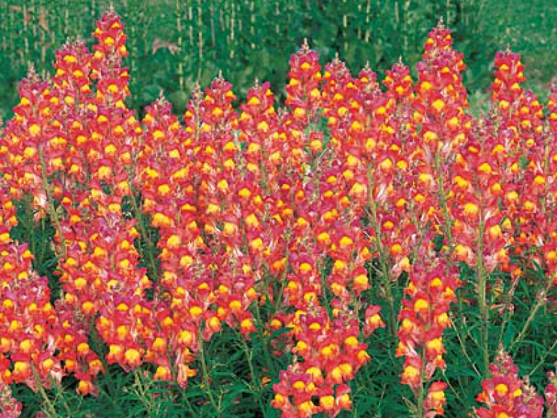 Львиный зев или Антирринум