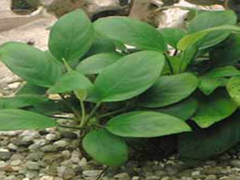 Анубиас Бартера