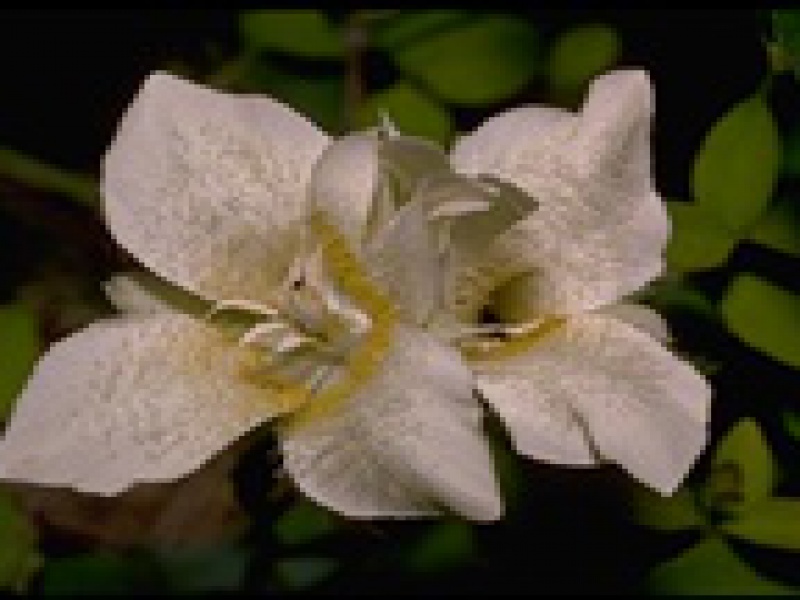 Калохортус остропылытковый