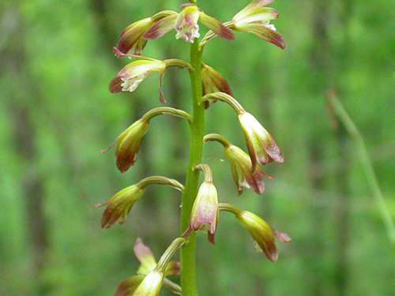 Аплектрум колосовидный