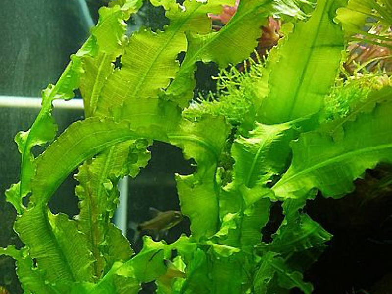 Апоногетон