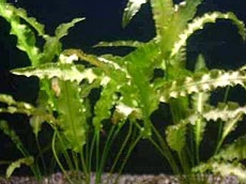 Апоногетон курчавый