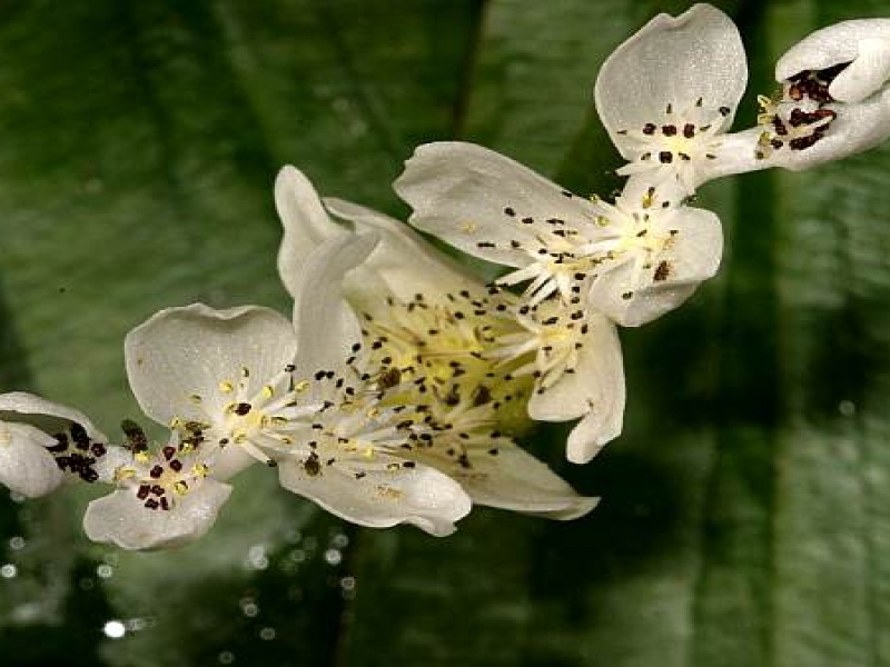 Апоногетон двуколосый