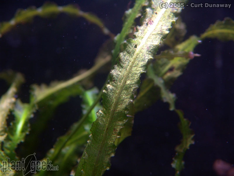 Апоногетон кожистолистный