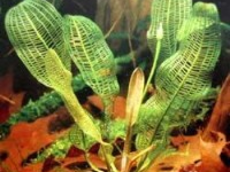 Апоногетон мадагаскарский