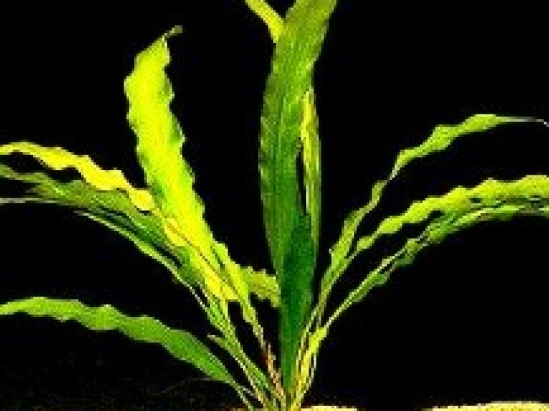 Апоногетон жестколистный