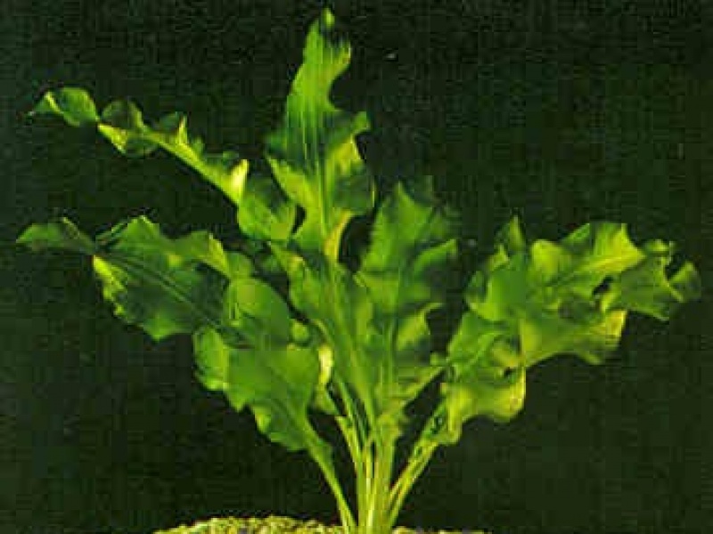 Апоногетон ульвовидный