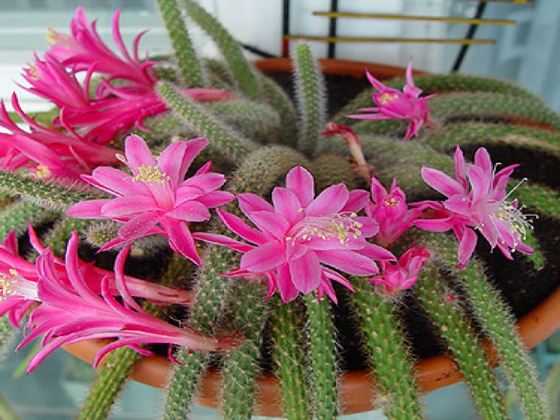 Апорокактус