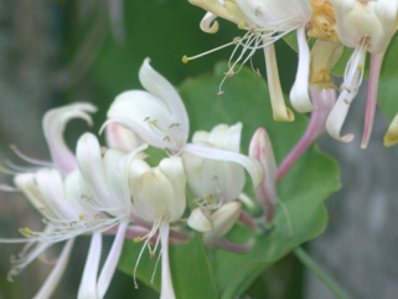 Goat honeysuckle, caprifol
