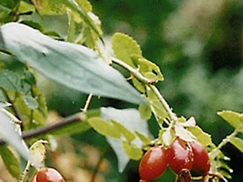 Goat honeysuckle, caprifol