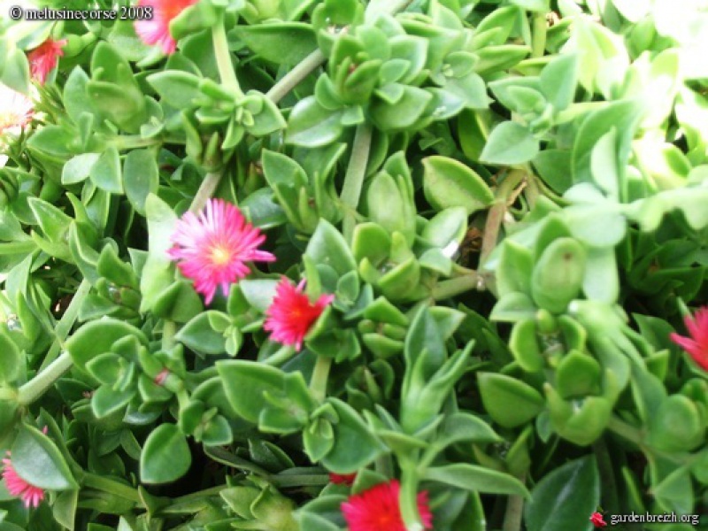 Аптения сердцелистная