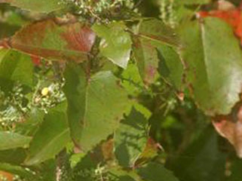 Магония карликовая