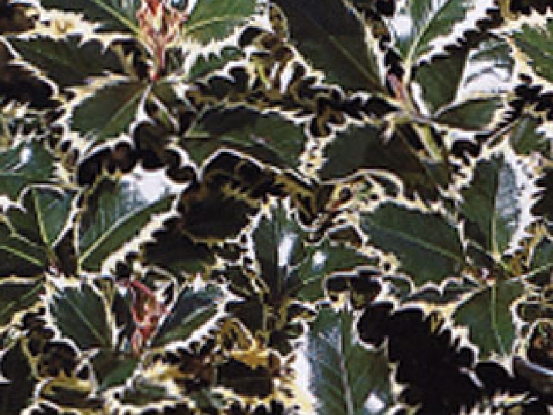 White-variegated holly