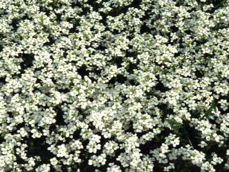 Арабис или Резуха