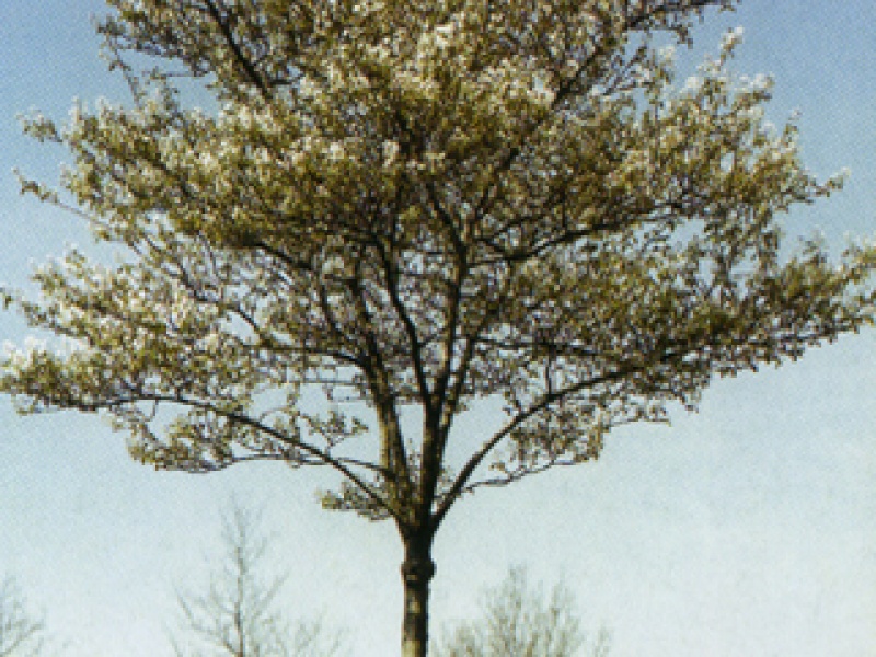 Copper Serviceberry