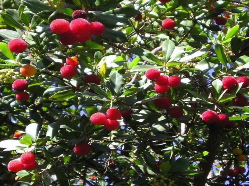 Арбутус или земляничное дерево