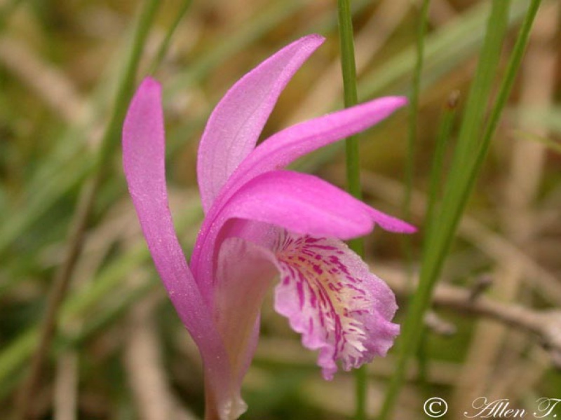 Аретуза клубневая