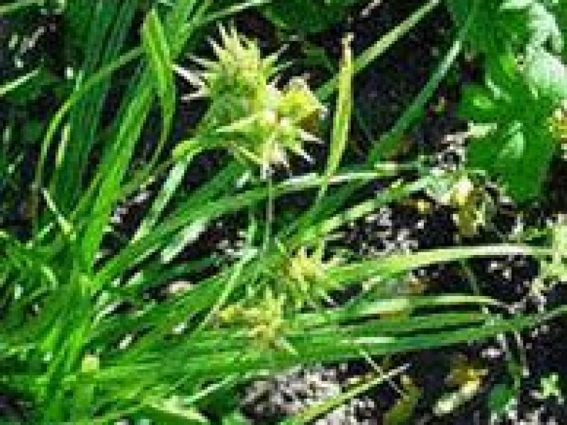 Осока крылатая