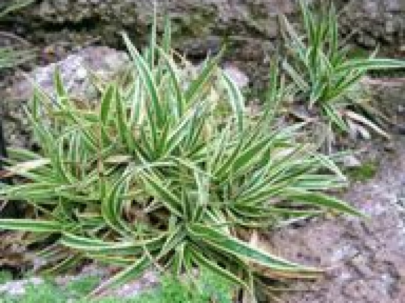 Осока подушковидная