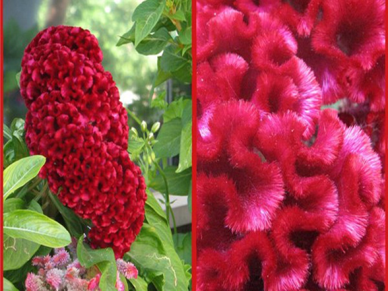 Целозия серебристая гребенчатая