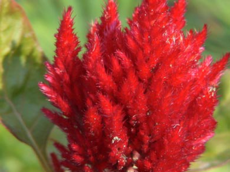 Целозия серебристая перистая