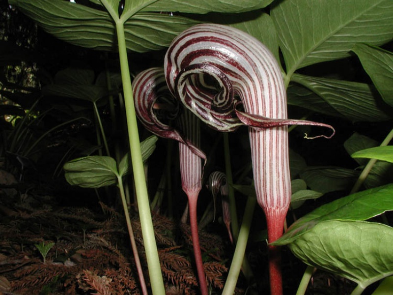 Аризема Фаргеза