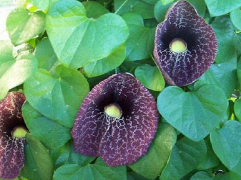 Аристолохия или Кирказон