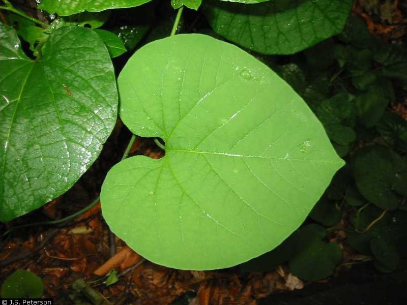 Аристолохия крупнолистная