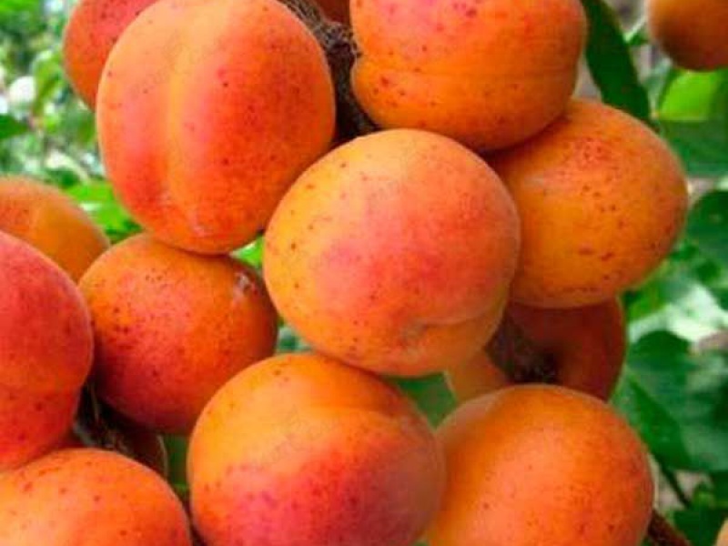 Абрикос Сети Фекшн