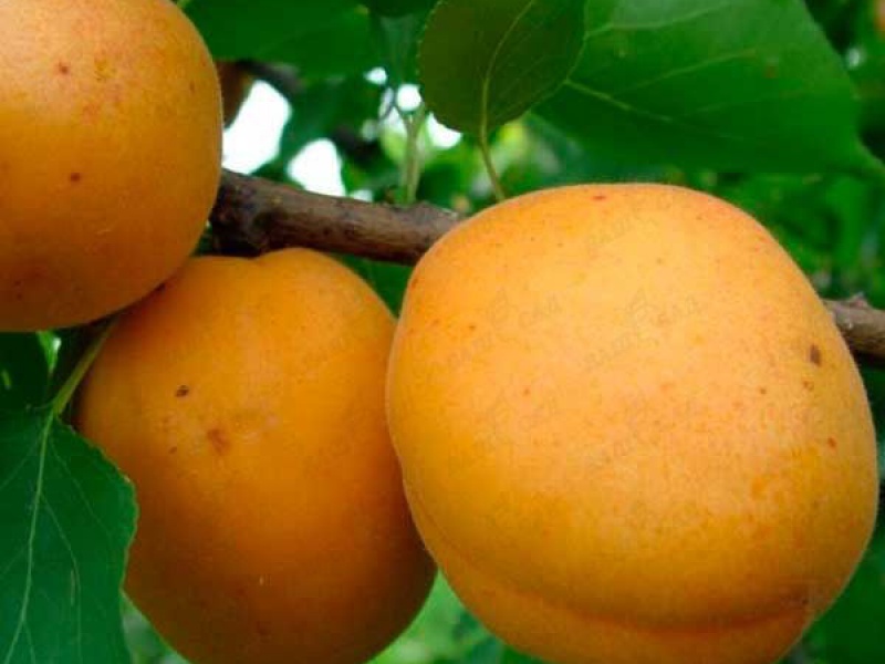 Абрикос Голден Рич (Golden Rich)