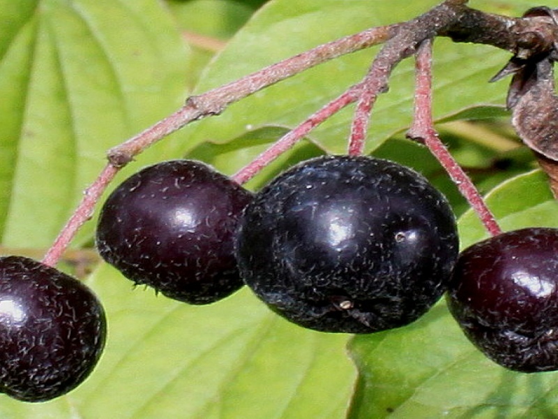 Black chokeberry