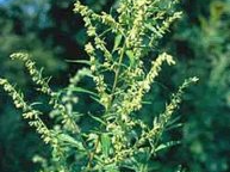 Полынь обыкновенная