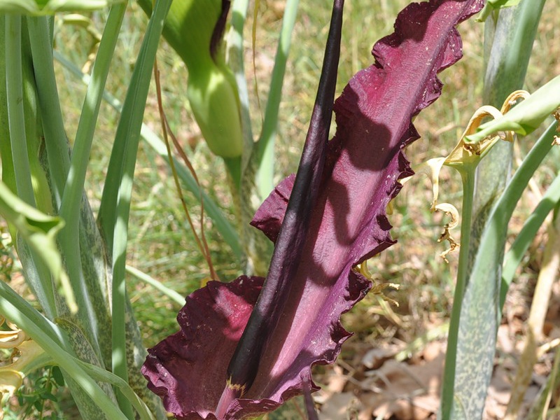 Аронник обыкновенный