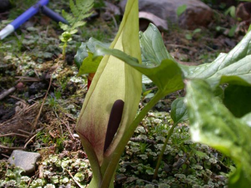 Аронник удлиненный