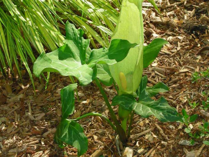 Аронник итальянский