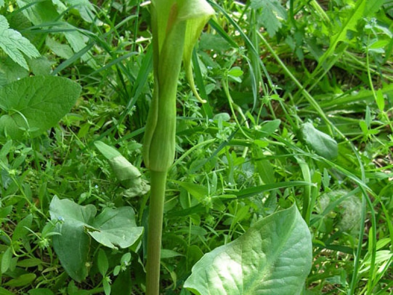 Аронник Королькова