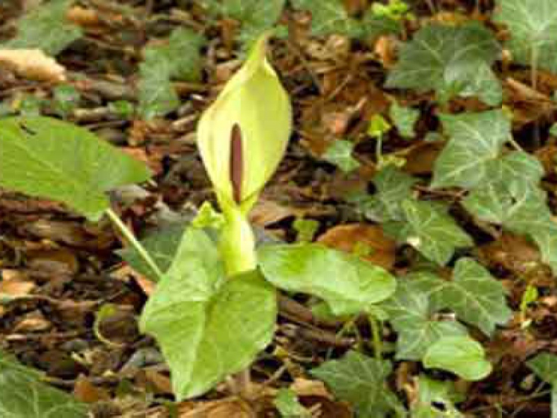 Аронник пятнистый