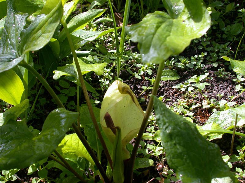 Аронник восточный