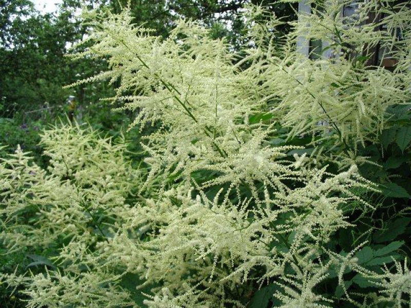 Волжанка или Арункус