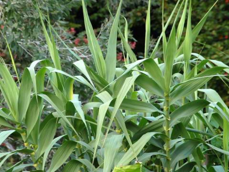 Арундо тростниковый