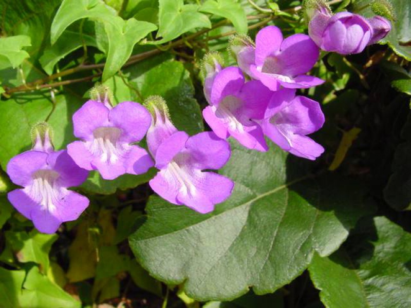 Азарина или Маурандия