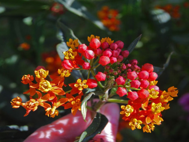 Ваточник кюрасавский