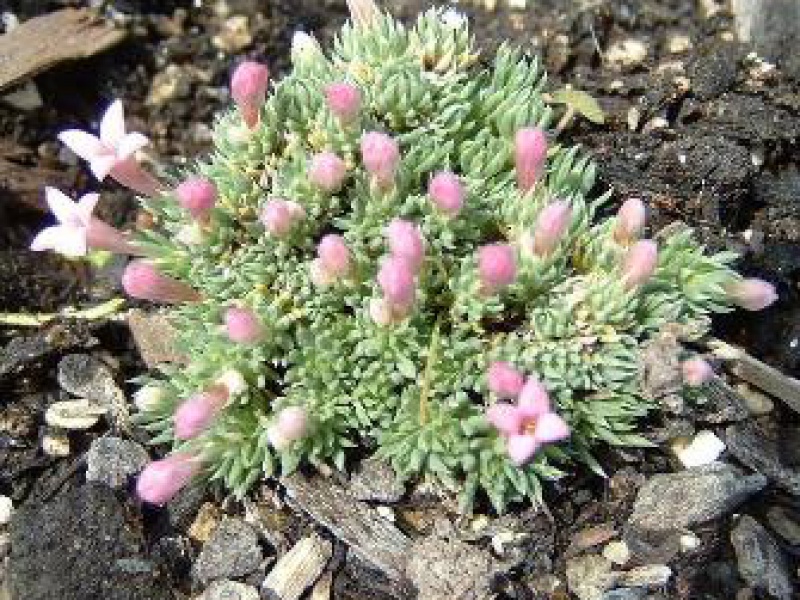 Асперула или Ясменик